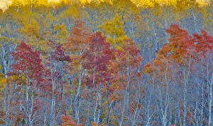Images Dated 1st October 2016: Aspens multi colored in autumn Wasatch Mountains and Hightway 39 east of Ogden, Utah