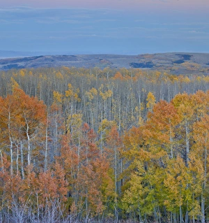 Images Dated 1st October 2016: Aspens multi colored in autumn Wasatch Mountains and Hightway 39 east of Ogden, Utah