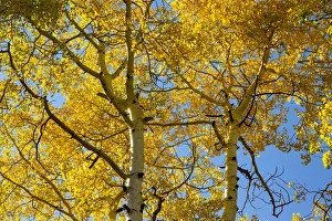 Gold Color Prints: Aspens on the Tom Blake Trail, Colorado