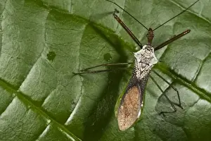 Assassin Bug (Reduviidae), Napo River bordering Yasuni National Park, Amazon Rainforest