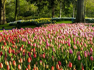 Images Dated 20th April 2015: Assorted flowers flowering during Spring