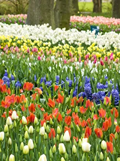 Lisse Prints: Assorted flowers flowering during Spring