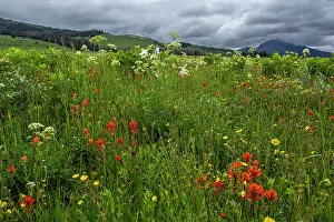 Images Dated 11th October 2022: Assorted wildflowers in Fish Lake National Forest