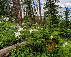 Images Dated 11th October 2022: Assorted wildflowers in Manti-LaSalle National Forest
