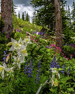 Castilleja Rhexifolia Prints: Assorted wildflowers in Manti-LaSalle National Forest