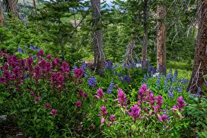 Images Dated 11th October 2022: Assorted wildflowers in Manti-LaSalle National Forest