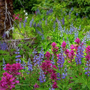 Castilleja Rhexifolia Prints: Assorted wildflowers in Manti-LaSalle National Forest