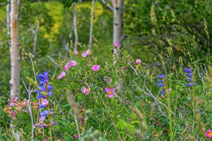 Images Dated 11th October 2022: Assorted wildflowers in Manti-LaSalle National Forest