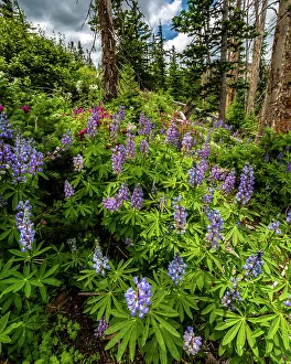 Assorted wildflowers in Manti-LaSalle National Forest