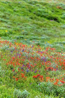 Buttercup Prints: An assortment of wildflowers blanket a hillside in Fish Lake National Forest