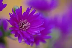 Aster flower in autumn, New Hampshire