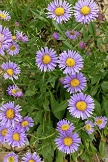 Werner Peak Prints: Aster wildflowers in the Stillwater State Forest near Whitefish