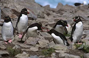 Atlantic Ocean, Falkland Islands. Rockhopper Penguins (Eudyptes chrysocome) exhibiting