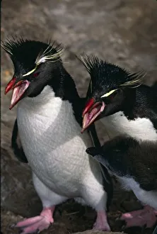 Aggression Prints: Atlantic Ocean, Falkland Islands. Rockhopper Penguins (Eudyptes chrysocome) with