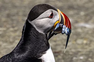 Images Dated 29th June 2021: Atlantic Puffin with fish on Machias Seal island, Maine, USA