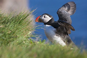 Puffin Prints: Atlantic Puffin (Fratercula arctica), Latrabjarg, Vestfirdhir, Iceland