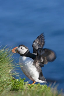 Images Dated 16th May 2012: Atlantic Puffin (Fratercula arctica), Latrabjarg, Vestfirdhir, Iceland