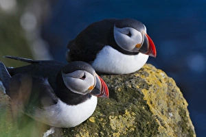 Atlantic Puffin (Fratercula arctica), Latrabjarg, Vestfirdhir, Iceland