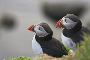 Images Dated 16th May 2012: Atlantic Puffin (Fratercula arctica), Latrabjarg, Vestfirdhir, Iceland