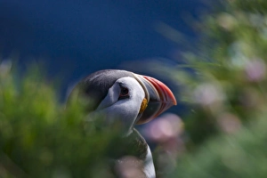 Images Dated 16th May 2012: Atlantic Puffin (Fratercula arctica), Latrabjarg, Vestfirdhir, Iceland