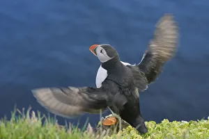 Images Dated 12th June 2007: Atlantic Puffin (Fratercula arctica), Latrabjarg, Vestfirdhir, Iceland
