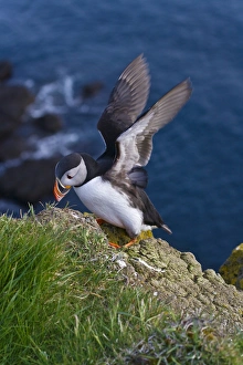 Images Dated 16th May 2012: Atlantic Puffin (Fratercula arctica), Latrabjarg, Vestfirdhir, Iceland