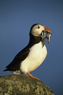 Puffin Prints: Atlantic Puffin, (Fratercula arctica), Scotland, Isle of May, Firth of Forth, Adult