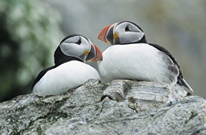 Interacting Prints: Atlantic Puffin, Fratercula arctica, pair, Hornoya Nature Reserve, Vardo, Norway