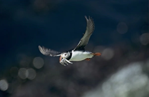 Images Dated 19th October 2007: Atlantic Puffin, Fratercula arctica, adult in flight with sandeels in beak, Hornoya Nature Reserve