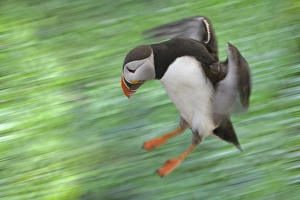Atlantic Puffin (Fratercula arctica) flying, Latrabjarg, Vestfirdhir, Iceland
