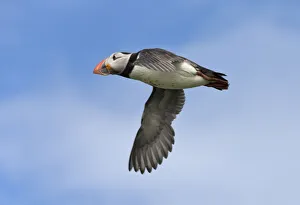 Northumberland Prints: Atlantic Puffin (Fratercula arctica) flying, Northumberland, UK