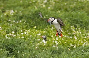 Images Dated 10th September 2021: Atlantic Puffin (Fratercula arctica) flying over the meadow carrying fish in its beak