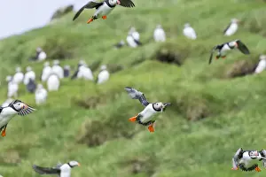 Images Dated 28th June 2016: Atlantic Puffin (Fratercula arctica) in a puffinry on Mykines, part of the Faroe