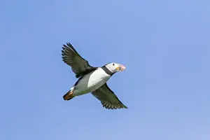 Puffin Prints: Atlantic Puffin (Fratercula arctica) in a puffinry on Mykines, part of the Faroe