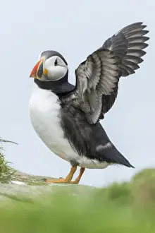 Images Dated 25th June 2016: Atlantic Puffin (Fratercula arctica) in a puffinry on Mykines, part of the Faroe