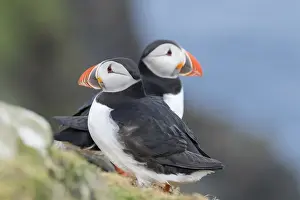 Images Dated 27th June 2016: Atlantic Puffin (Fratercula arctica) in a puffinry on Mykines, part of the Faroe
