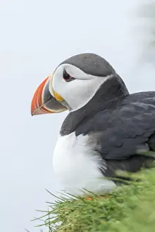 Images Dated 25th June 2016: Atlantic Puffin (Fratercula arctica) in a puffinry on Mykines, part of the Faroe