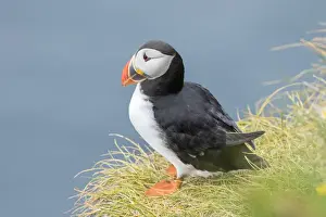 Images Dated 25th June 2016: Atlantic Puffin (Fratercula arctica) in a puffinry on Mykines, part of the Faroe