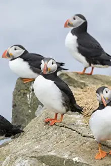 Images Dated 28th June 2016: Atlantic Puffin (Fratercula arctica) in a puffinry on Mykines, part of the Faroe