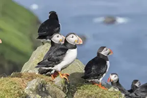 Images Dated 27th June 2016: Atlantic Puffin (Fratercula arctica) in a puffinry on Mykines, part of the Faroe