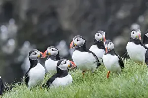 Images Dated 28th June 2016: Atlantic Puffin (Fratercula arctica) in a puffinry on Mykines, part of the Faroe
