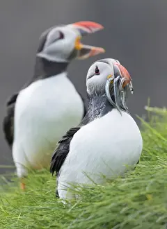 Images Dated 28th June 2016: Atlantic Puffin (Fratercula arctica) in a puffinry on Mykines, part of the Faroe