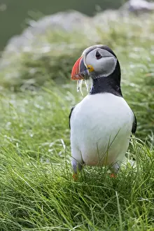 Images Dated 28th June 2016: Atlantic Puffin (Fratercula arctica) in a puffinry on Mykines, part of the Faroe