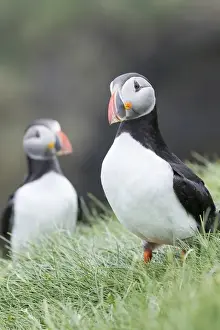 Images Dated 28th June 2016: Atlantic Puffin (Fratercula arctica) in a puffinry on Mykines, part of the Faroe