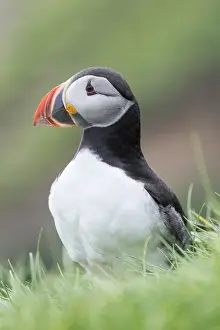 Images Dated 28th June 2016: Atlantic Puffin (Fratercula arctica) in a puffinry on Mykines, part of the Faroe