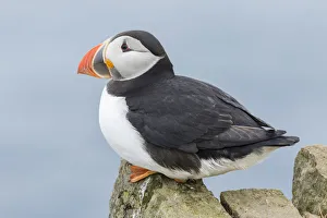 Images Dated 28th June 2016: Atlantic Puffin (Fratercula arctica) in a puffinry on Mykines, part of the Faroe
