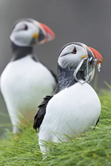 Funny Prints: Atlantic Puffin (Fratercula arctica) in a puffinry on Mykines, part of the Faroe