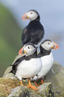 Images Dated 27th June 2016: Atlantic Puffin (Fratercula arctica) in a puffinry on Mykines, part of the Faroe