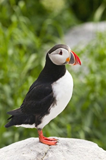 Atlantic puffin on Machias Seal Island near Cutler, Maine, USA