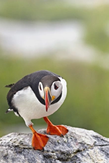 Puffin Prints: Atlantic puffin on Machias Seal Island near Cutler, Maine, USA